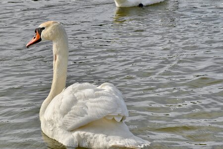 Lake swan aquatic bird photo