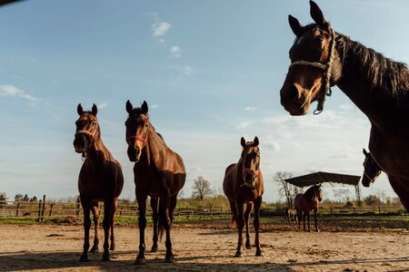 Horses horse farm photo