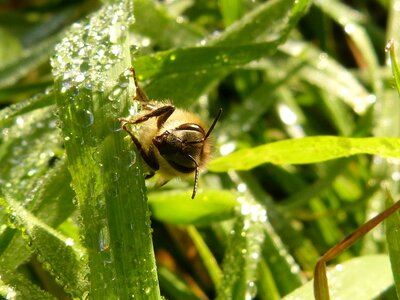 Honey bee apis apis mellifera photo