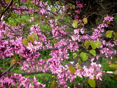 Plants macro close-up