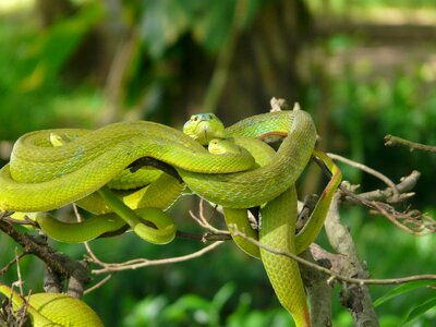 Asia snakes fear photo