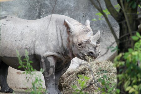 Wild horn nature photo