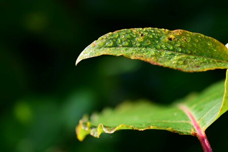 Branch daylight flora
