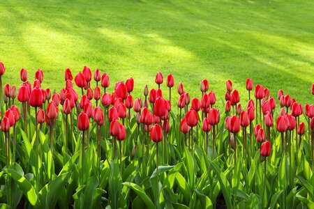 Colorful flowers garden