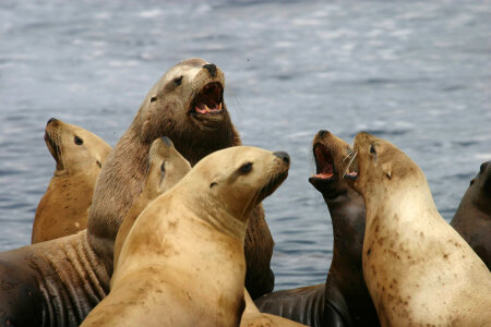Steller sea lions-5 photo