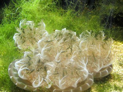 Aquarium underwater world seaweed