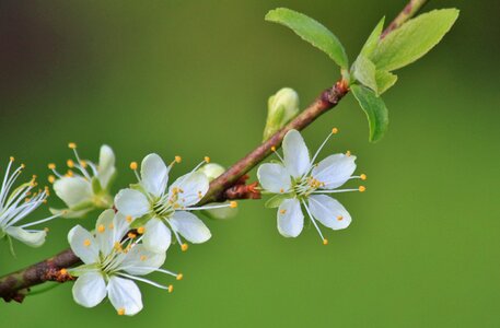 Plum tree plum tree flowers spring photo