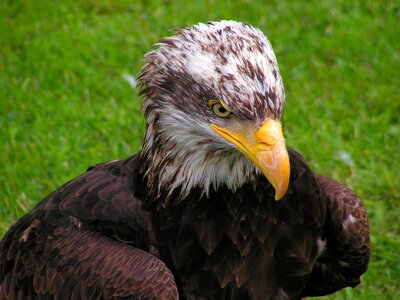 Predator bird eagle photo