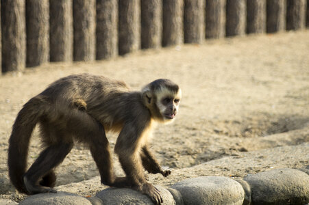 19 Monkey
