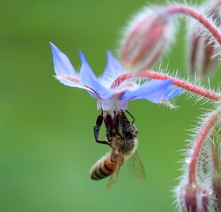 Animal beautiful flowers bee