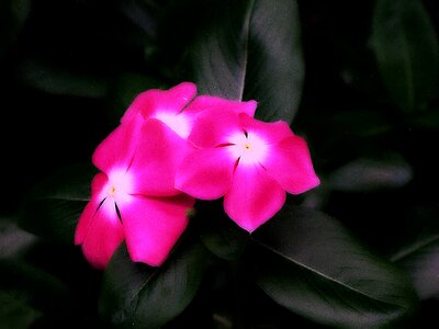 Floral blossom petal