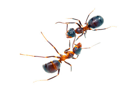 ants