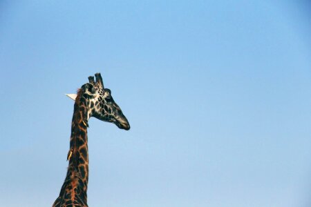 Africa animal bird