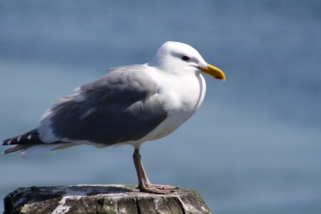 Ocean water gull photo