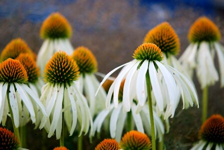 Macro plant floral photo