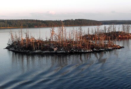 Bald trees waldsterben baltic sea photo
