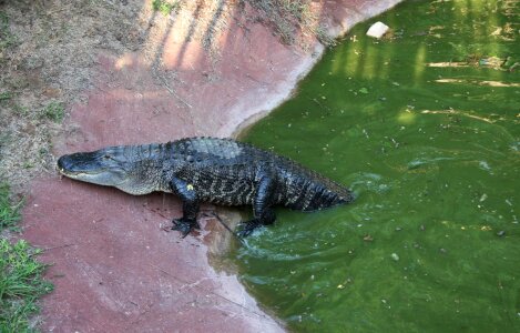 Wildlife alligator wild