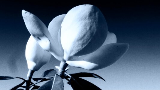 Blossom bloom petal