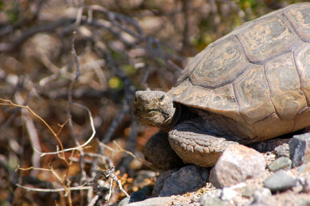 Desert tortoise