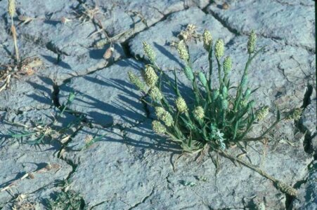Grass Plants plant 