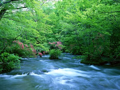 Mountain River in the forest photo