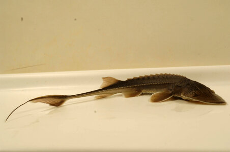 Scaphirhynchus albus