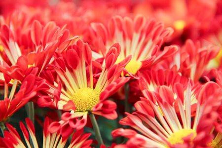 Floral romantic blossom