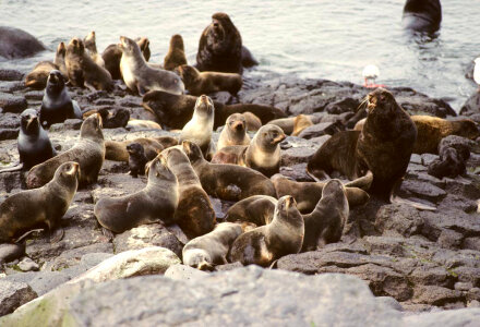 Fur Seal Colony at Haulout photo