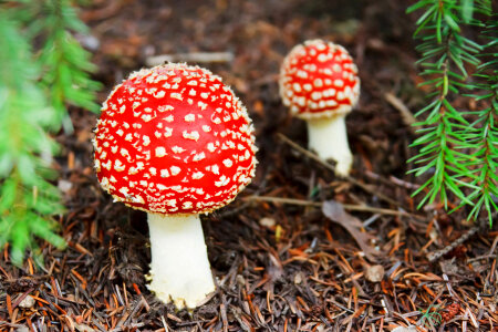 Two toadstools in forest