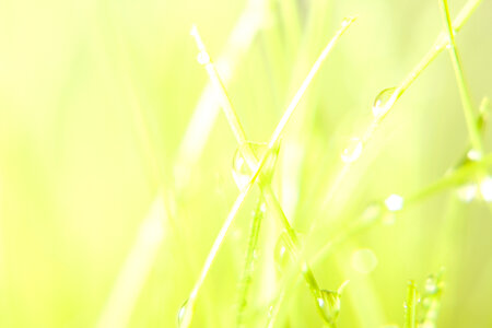 Wet grass photo