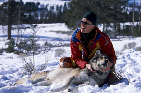 Dr. Doug Smith checks the new radio collar on a tranquilized wolf photo