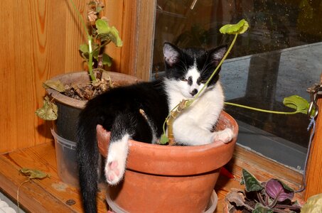 Cat flower pot animals