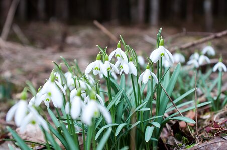 White bloom spring