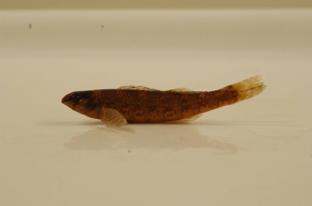 Etheostoma zonale