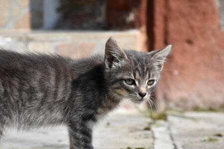 Animal cat claw photo