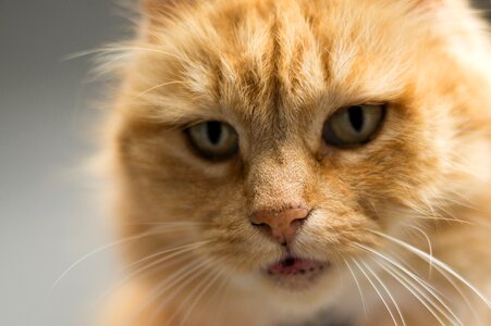 Pet whiskers orange photo