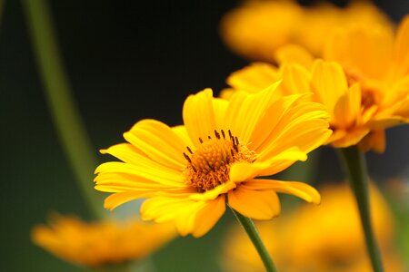 Yellow coneflower flora