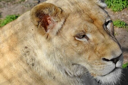 Cat carnivore lion photo