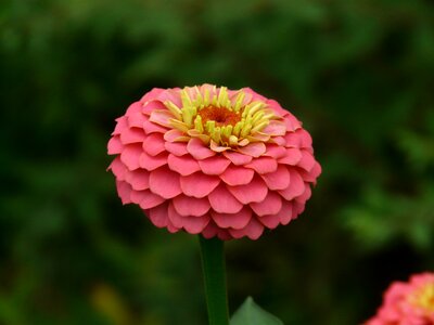 Color zinnia violacea zinnia elegans
