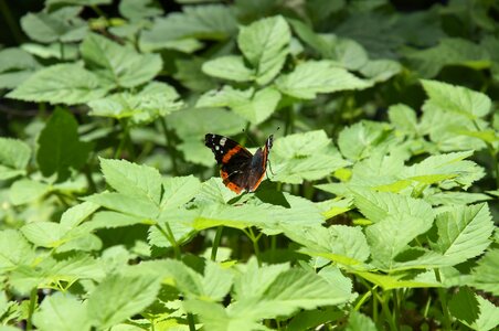 Insect green riverside