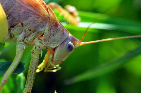 Insect grasshoppers close up