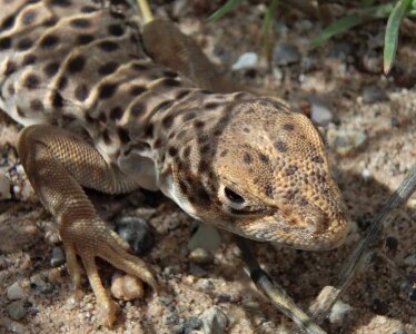 Animal biology camouflage photo