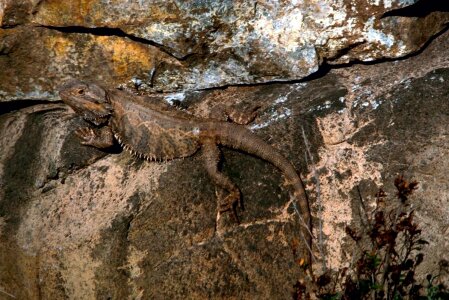 Dragon Head lizard 