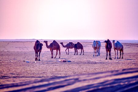 Group Of Camels walking in liwa desert