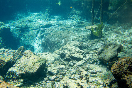 Largemouth bass on the edge of a Florida spring