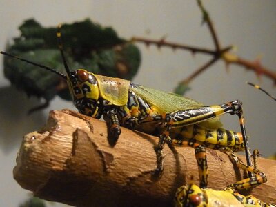 Migratory locust animal pest photo