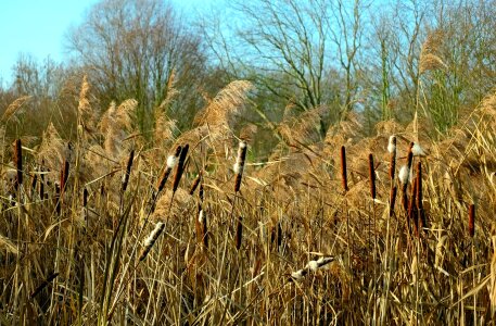 Dry Season field flora