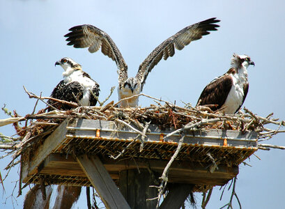 Ospreys in the nest photo