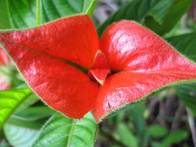 Colour plant flora