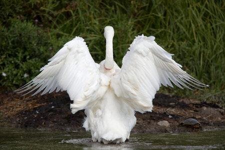 Adult Trumpeter Swan flaps wings-1